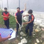 Dua Ular Kobra Teror Perumahan Elit di Lamongan. 