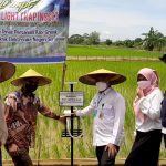 Smart Light Trap Insect, Perangkap Hama Serangga dengan Lampu