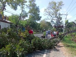 Polsek Torjun Sampang Dampingi BBPJN VII Jatim – Bali Saat Melakukan Penebangan Pohon Dijalan