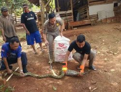 Telan Ternak Warga, Seekor Ular Piton di Tuban Berhasil Diamankan. 