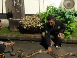 Warga Bebas dari “Teror”, Ular Piton Pemangsa Ternak Warga Berhasil Ditangkap. 