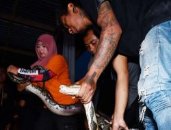 Ancaman Keselamatan Warga Hingga Gigit Pemilik, Ular Sanca Sepanjang 4 Meter Berhasil Diamankan. 