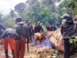 Hujan dan Angin Kencang Robohkan Pohon Besar di Taman Nasional Bromo.