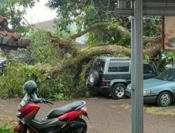 HujanDisertai Angin Kencang Rusak Puluhan Rumah dan Pohon Tumbang di Jember