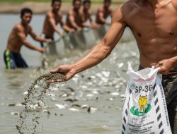 Gresik Dukung Penuh Subsidi Pupuk SP-36 untuk Pacu Produksi Tambak Bandeng